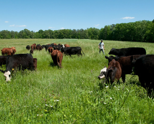 Cows grazing in a green pasture with a man walking among them.