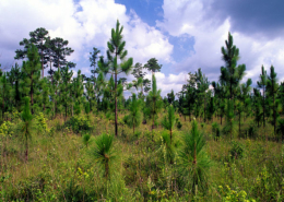 longleaf pine forest in North Carolina