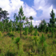 longleaf pine forest in North Carolina