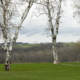 two birch trees in foreground of Wisconsin farmland scene