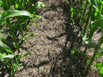 Residue in corn field. 