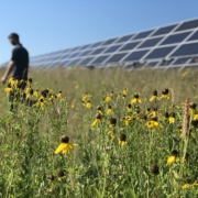 Man walking through flowers in front of solar panel array.