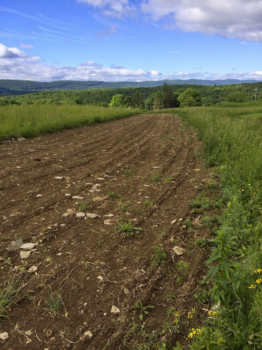 The planting strip in early June shortly after planting the conservation cover seed