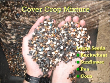 Large seed cover crop mixture: Buckwheat, sunflower, pea, and corn