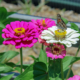 painted lady butterfly on pink and white zinnia flowers