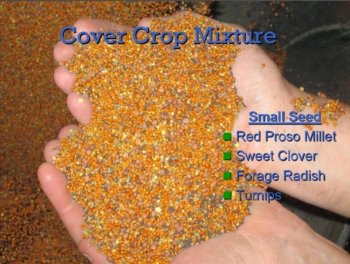 Small seed cover crop mixture: red proso millet, sweet clover, forage radish, and turnip