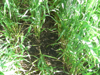 Wheat residue with prior cover crop. 