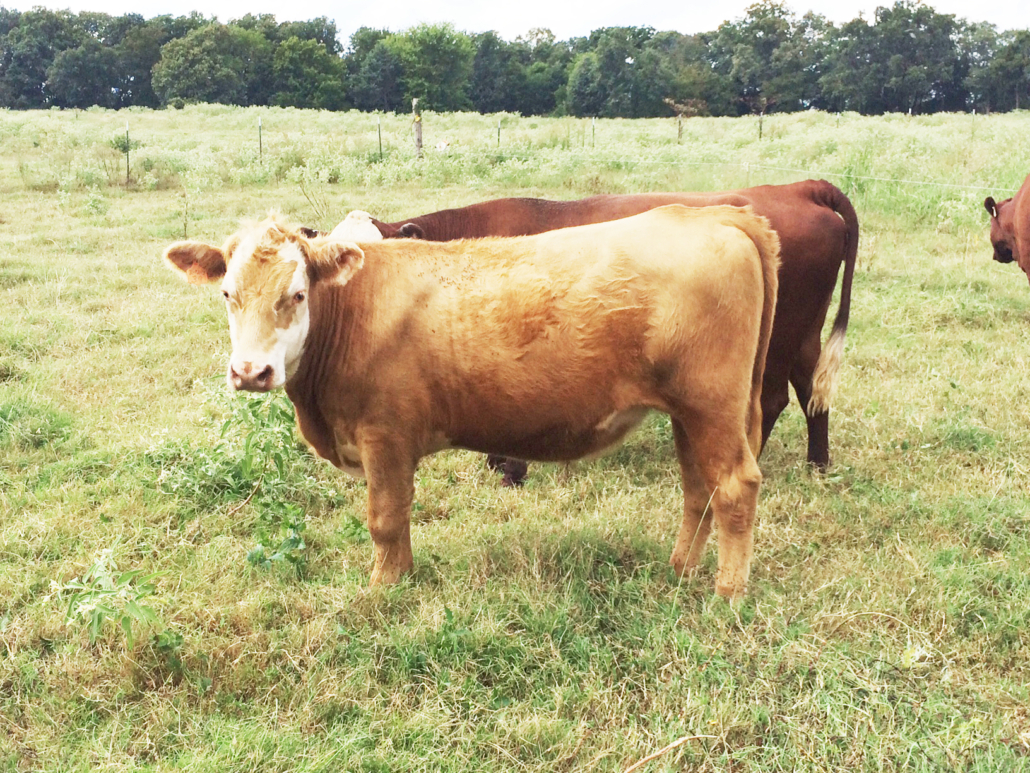 Beef cattle in the pasture