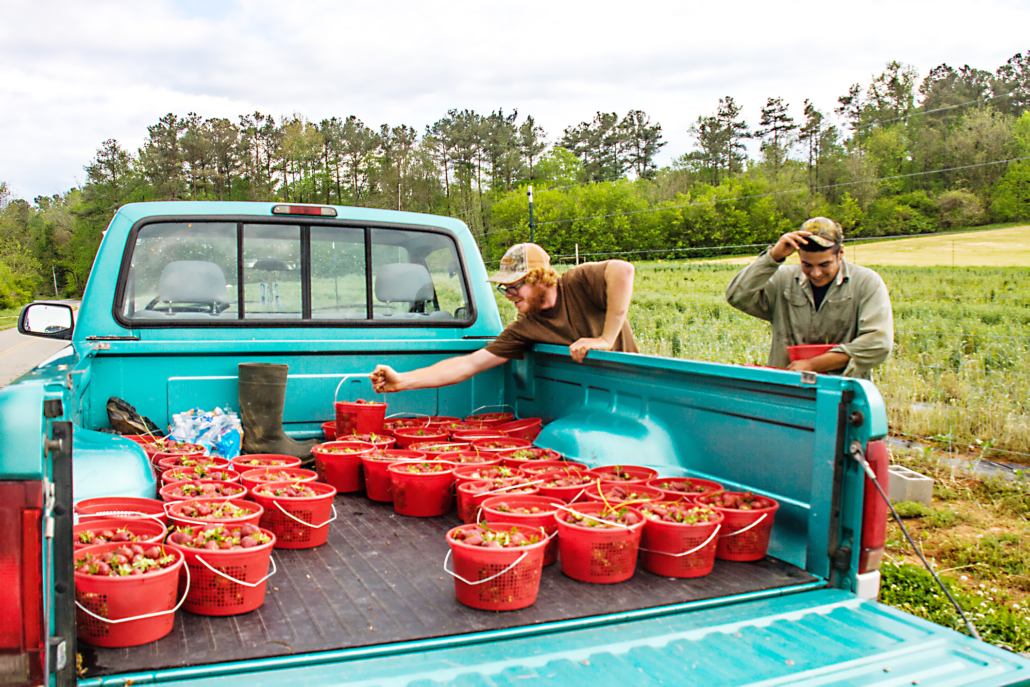 Buckets of apples in the back of farm truck