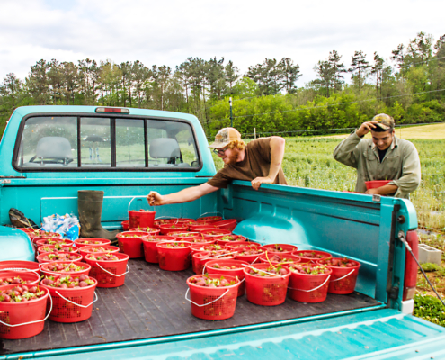 Buckets of apples in the back of farm truck