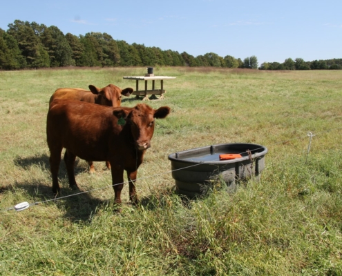Cows on pasture near water trough
