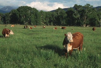 vacas en un exuberante campo verde