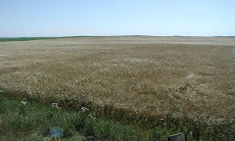 a field of organic emmer