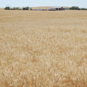 a field of organic winter wheat