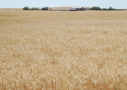 a field of organic winter wheat