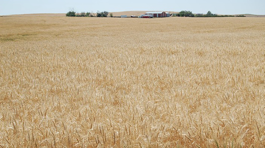 a field of organic winter wheat