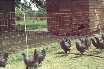 poultry netting