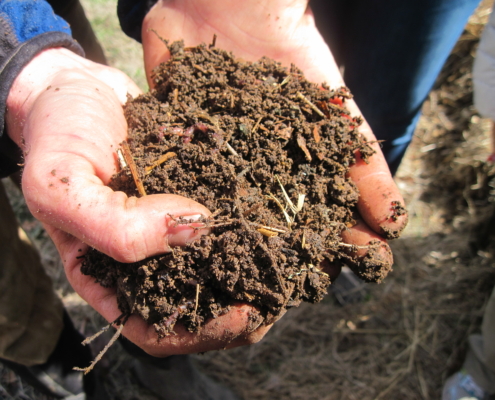 healthy soil in a person's hands