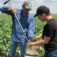 two people in a field using a soil probe