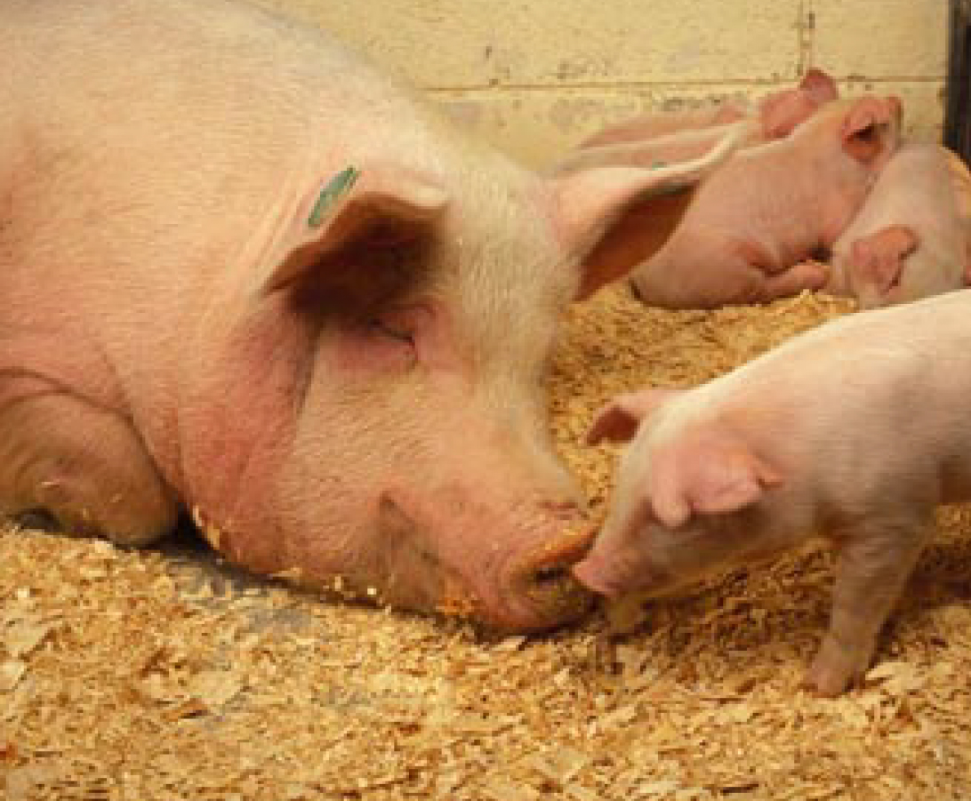 a sow with piglets