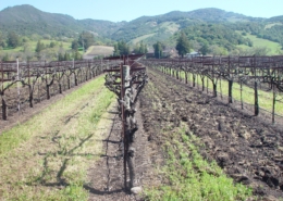 winter vineyard with alternate alleys disked to protect the soil resource