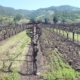 winter vineyard with alternate alleys disked to protect the soil resource