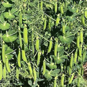 winter peas growing in the field