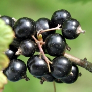 cluster of black currants on the bush