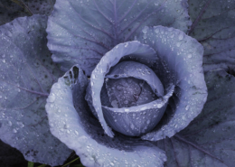cabbage plant covered with water droplets