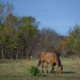 horse grazing on pasture behind a fence, with trees in the background