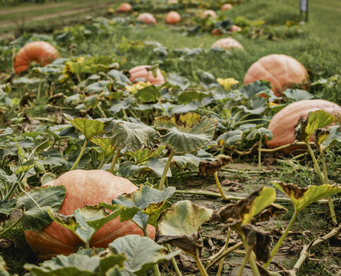 orange pumpkins growing in a field