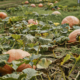 orange pumpkins growing in a field