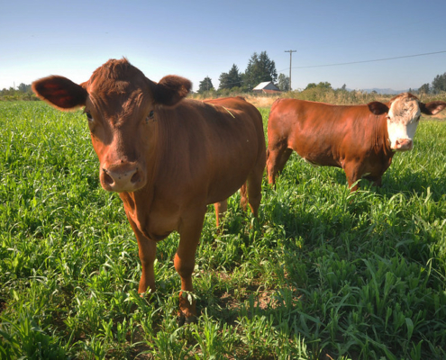 two red cows standing in a field