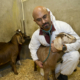 Veterinarian with stethoscope holding and listening to goat
