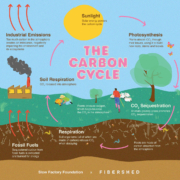 Carbon cycle graphic