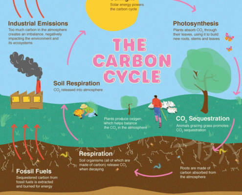 Carbon cycle graphic