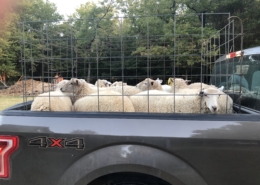 A flock of sheep heading to market