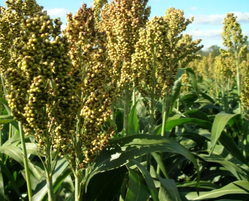 sweet sorghum plants growing in field under blue sky with clouds