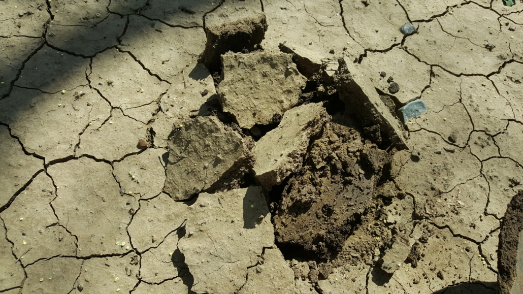 Surface crusting as a result of poor soil structure.