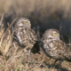 Two burrowing owls look right.