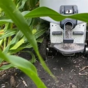 robotic cover crop planter between rows of corn
