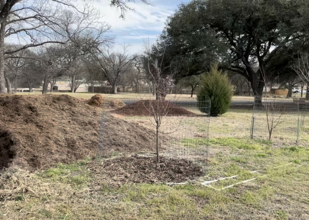 Saplings and mulch provided by the City of Austin at a floodplain restoration site.