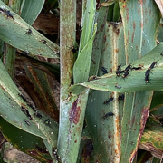 flying pollinator insects feed on honeydew residue on sorghum plant leaves