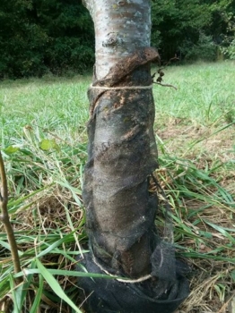 Tree properly wrapped to protect against borers