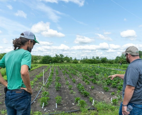 rear view of two men pointing to a field of row crops under blue sky with clouds