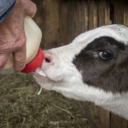 dairy calf nursing from a bottle