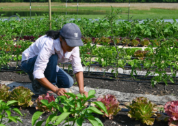 Person kneeling in row of vegetables, looking down.