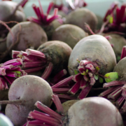 pile of harvested beets with partial stems