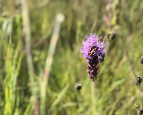 purple blooming flower with insect on it, on green field background