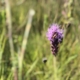 purple blooming flower with insect on it, on green field background